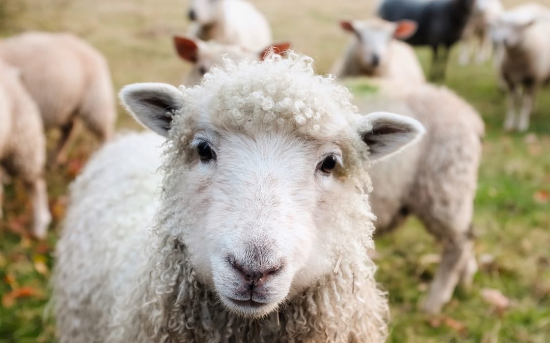 Peut-on aimer les animaux et les tuer en toute conscience ?