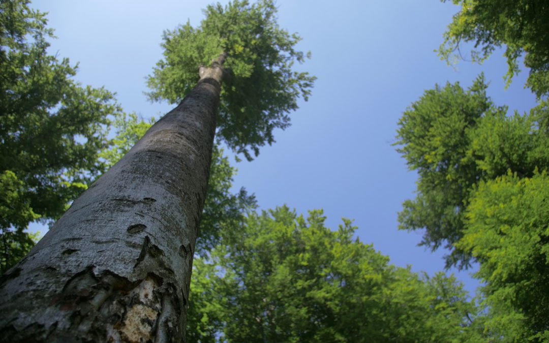 Virgo : au cœur des forêts vierges de Roumanie