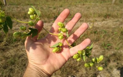 Les jeunes pousses de houblon