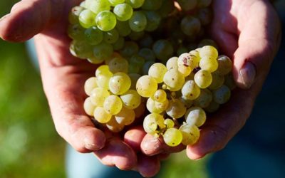 L’Alsace pionnière du vin en biodynamie