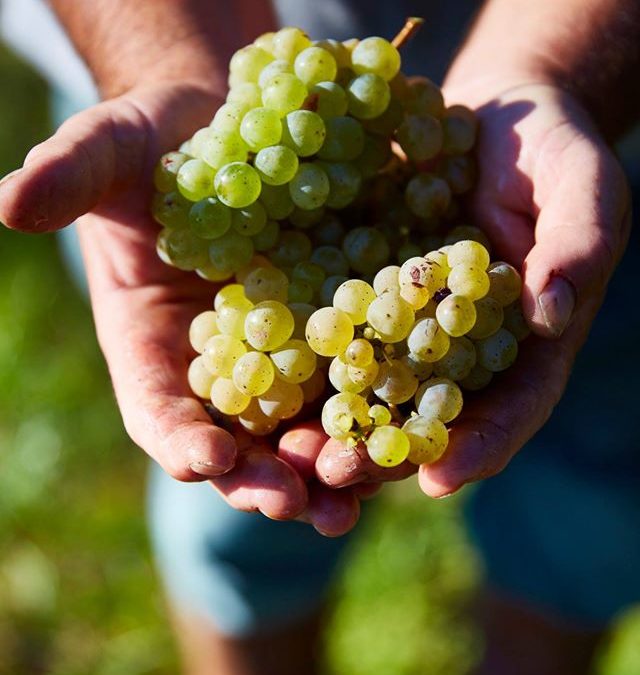 L’Alsace pionnière du vin en biodynamie