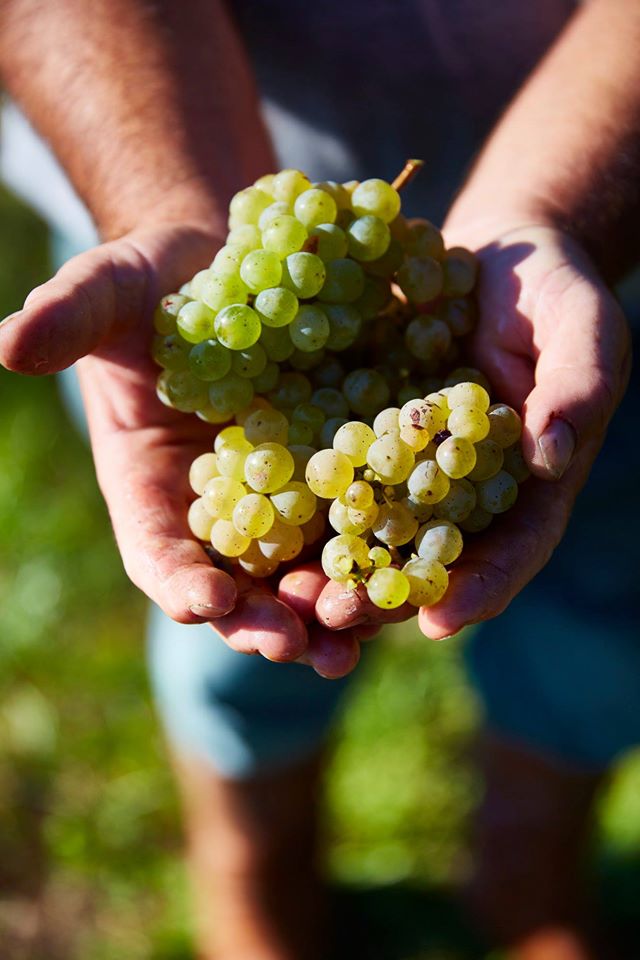 L’Alsace pionnière du vin en biodynamie