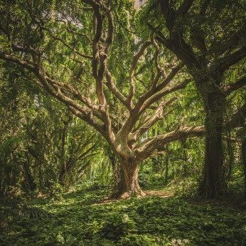 Les plantes sacrées des druides & druidesses