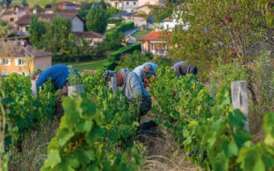 Le Beaujolais Fleuri de Karim Vionnet