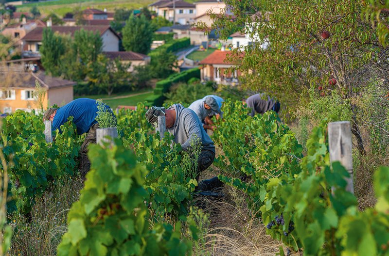 Le Beaujolais Fleuri de Karim Vionnet