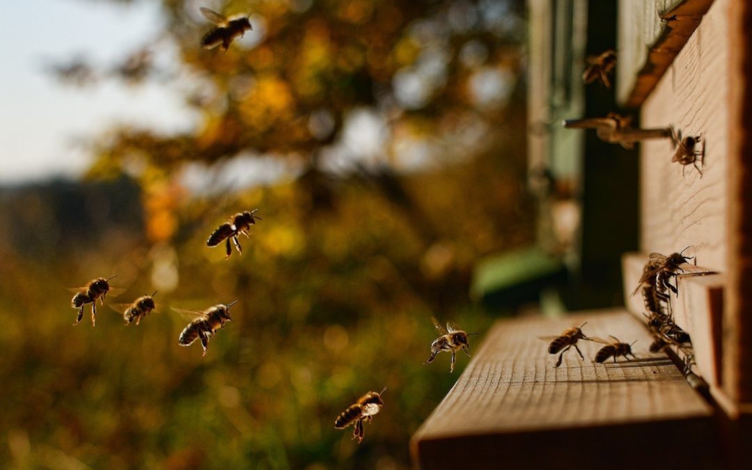 Les sons des abeilles