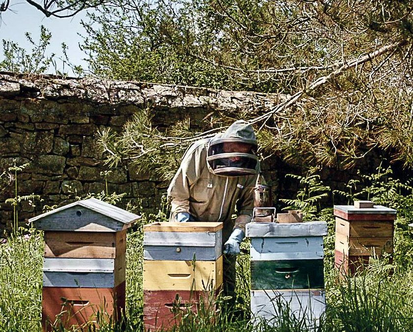Avec mes abeilles