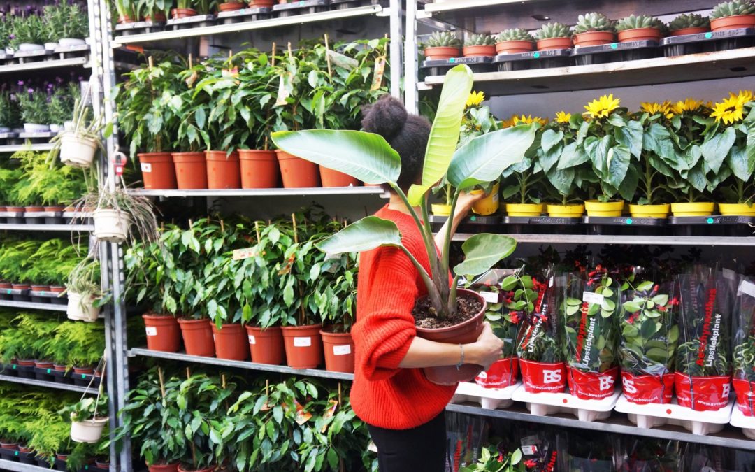 Marché aux plantes