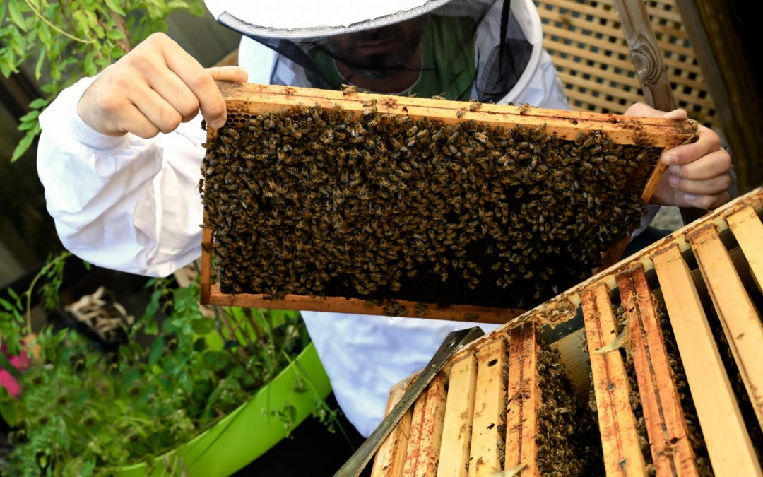 Abeilles en ville