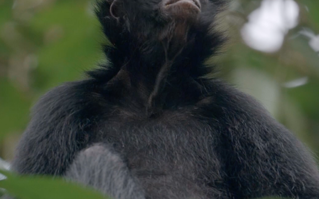 Save Amazonia
