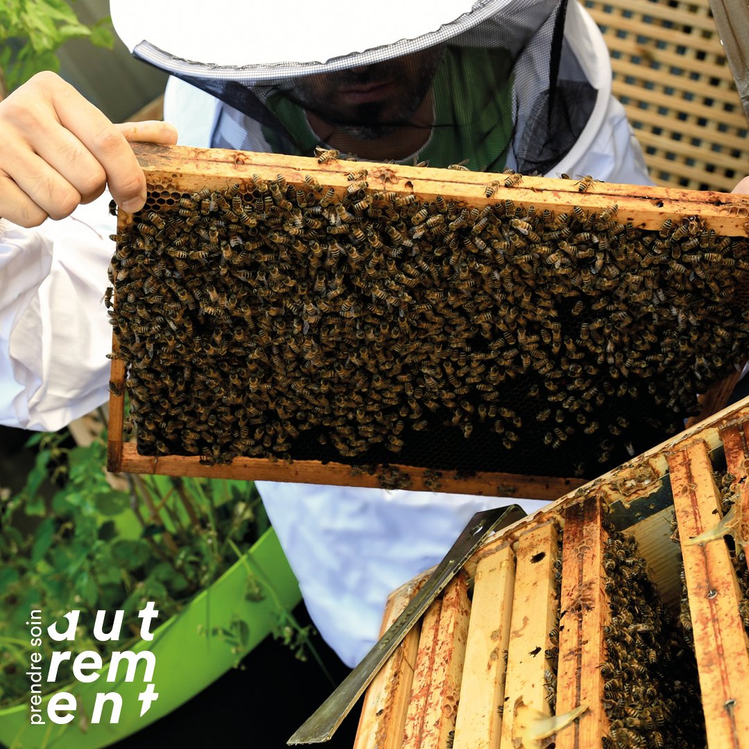 Carré_Abeilles en ville