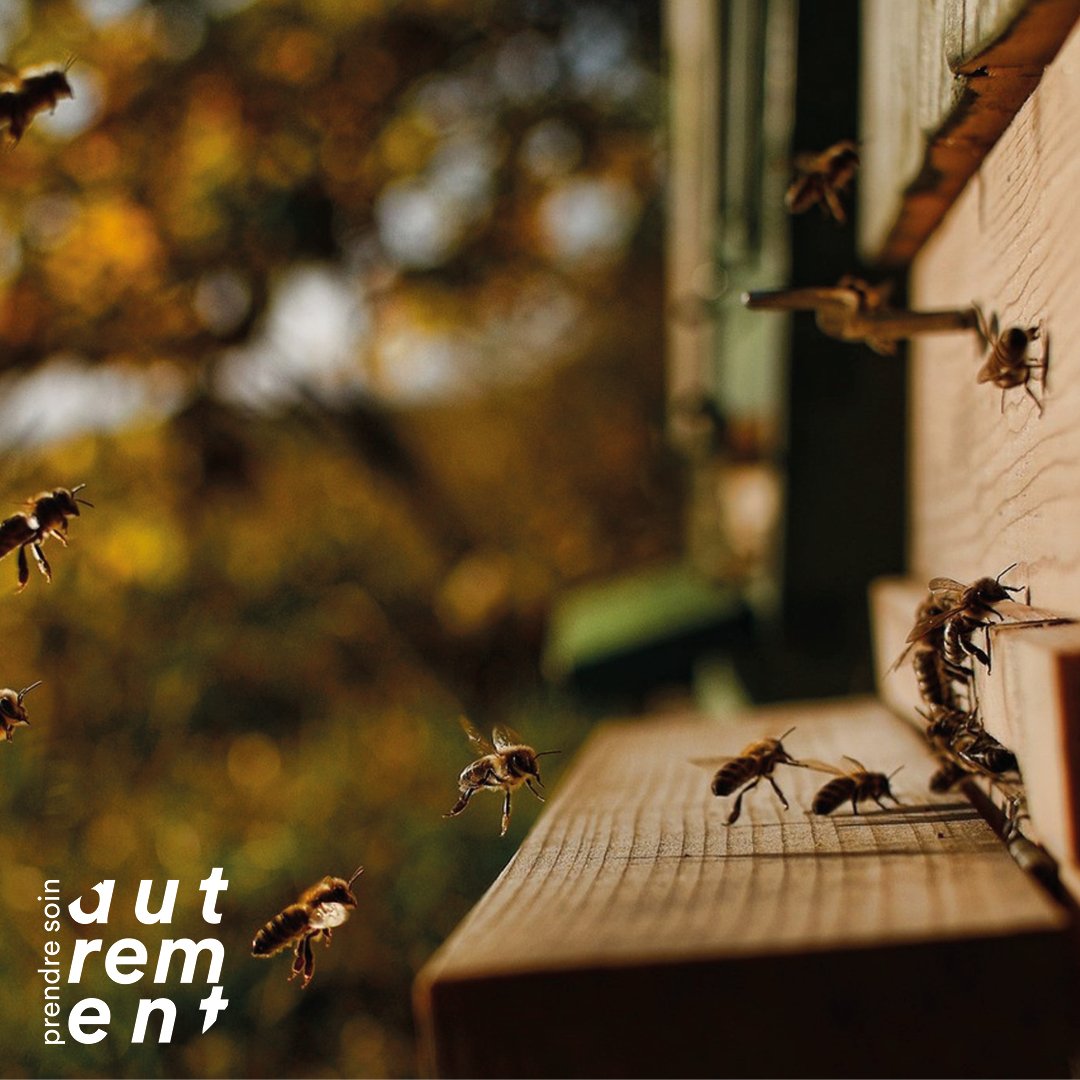 Carré_Les sons des abeilles