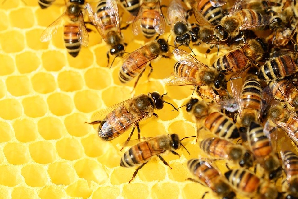 Apprendre des abeilles